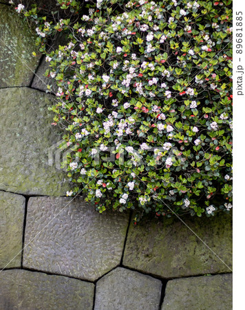 皇居の石垣にはうマルバシャリンバイ 89681885