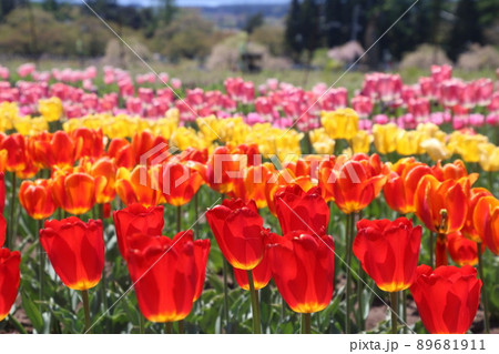 チュウリップ畑（福島県・猪苗代町） 89681911