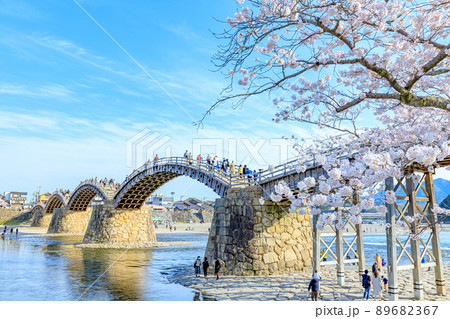 桜と錦帯橋　山口県岩国市 89682367