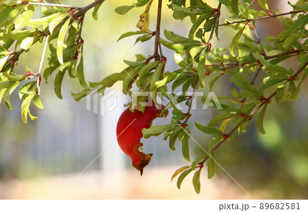 Old and overripe pomegranates on a tree in a city park in Israel Old and overripe pomegranates on a tree in a city park in Israel 89682581