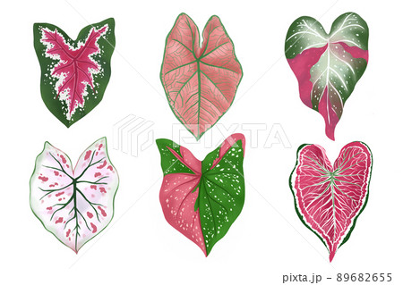 Set of Caladium leaf plant, Digital illustration isolated on white background 89682655