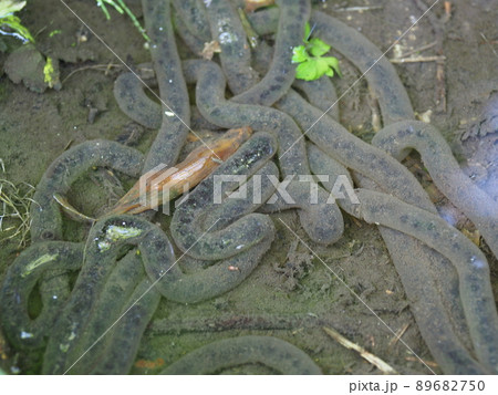 アズマヒキガエルの卵 89682750