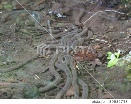 アズマヒキガエルの卵 89682753