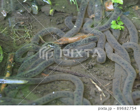 アズマヒキガエルの卵 89682754
