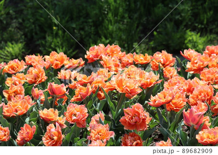 ギザギザのオレンジとピンクの混ざった花びらのロイヤルセンテリアと言うチューリップの花が満開に咲く風景 89682909