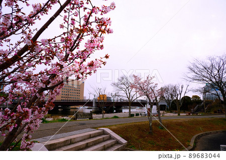 桜と幣舞橋と釧路川 春の北海道 桜と幣舞橋と釧路川 春の北海道 89683044
