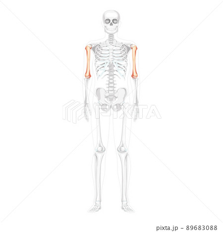 Skeleton Humerus arm Human front Anterior ventral view with partly transparent bones position. Anatomically correct 89683088