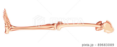 Skeleton lower limbs Human Pelvis with leg, Thighs Feet, ankles side lateral view. Anatomically correct 3D realistic Skeleton lower limbs Human Pelvis with leg, Thighs Feet, ankles side lateral view. Anatomically correct 3D realistic 89683089