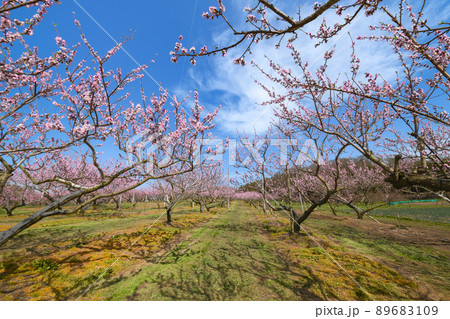 果樹園の満開のモモの花 89683109