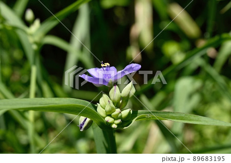 ムラサキツユクサの花 89683195