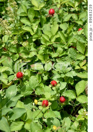 ヘビイチゴ 89683239