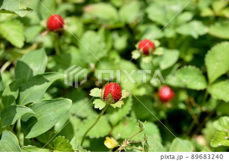 ヘビイチゴ 89683240