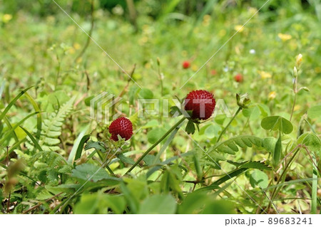 ヘビイチゴ 89683241