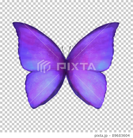 モルフォ蝶・紫の蝶の水彩イラスト 89683604
