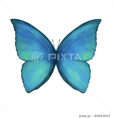 モルフォ蝶 青い蝶の水彩イラストのイラスト素材 6605