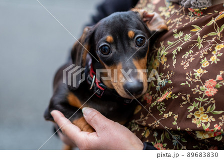 仔犬　カニンヘンダックスフンド　スムース 89683830