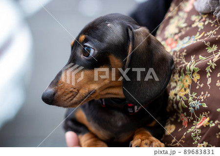仔犬　カニンヘンダックスフンド　スムース 89683831