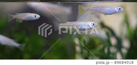 アオメダカ アオメダカ 89684018