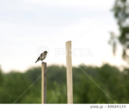 Tree Pipit bird sitting on wooden pole in garden. Anthus trivialis. Tree Pipit bird sitting on wooden pole in garden. Anthus trivialis. 89684134