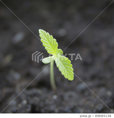 Single marijuana seedling, macro shot 89684138