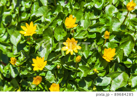 Ficaria verna, wild yellow flowers close up photo 89684285