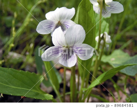 アリアケスミレ（秋田市下浜羽川新館跡・5/9） 89684581