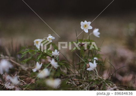Beautiful spring background with white anemones flowers in spring woods. Springtime Beautiful spring background with white anemones flowers in spring woods. Springtime 89684636