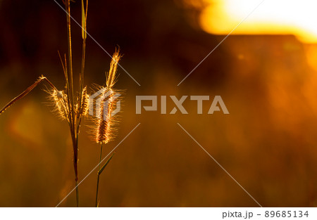 grass flowers tropical of beautiful grass flowers tropical of beautiful 89685134