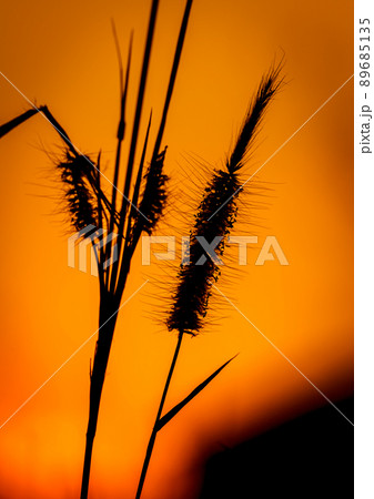 grass flowers tropical of beautiful 89685135