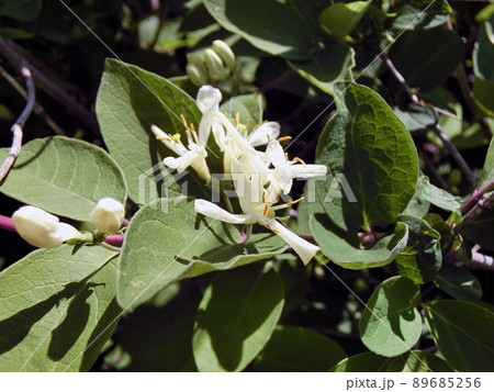 ヒョウタンボク（秋田県男鹿半島入道崎・5/10） 89685256