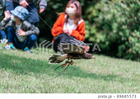 松江フォーゲルパーク バードショー 松江フォーゲルパーク バードショー 89685573