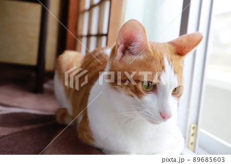 窓際でまったりする猫 窓際でまったりする猫 89685603