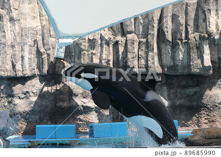 シャチショー 89685990