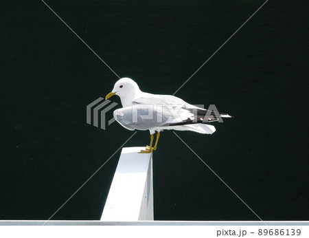 ノルウェー ネーロイフィヨルド カモメ ノルウェー ネーロイフィヨルド カモメ 89686139