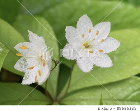 朝露に濡れるツマトリソウ 89686335