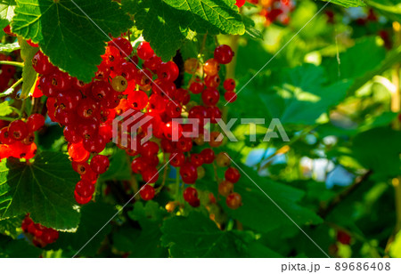 Ripe red currant berries on a branch in the garden. Red currant, currant or ordinary or garden currant Ribes rubrum Ripe red currant berries on a branch in the garden. Red currant, currant or ordinary or garden currant Ribes rubrum 89686408