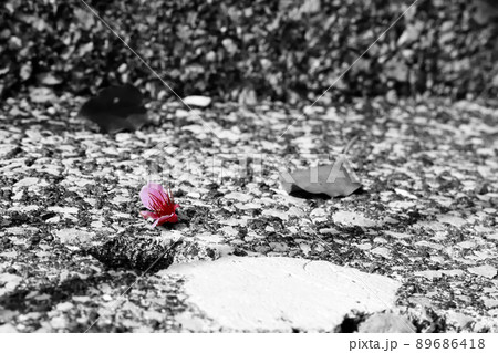 コンクリートの上に散った桜の花 89686418