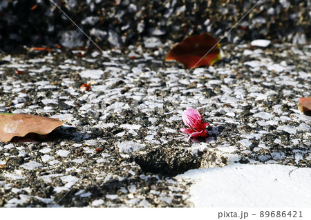 コンクリートの上に散った桜の花 89686421