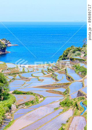 初夏の浜野浦の棚田　佐賀県松浦郡 89686717