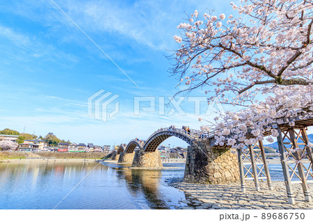 桜と錦帯橋 山口県岩国市 桜と錦帯橋 山口県岩国市 89686750
