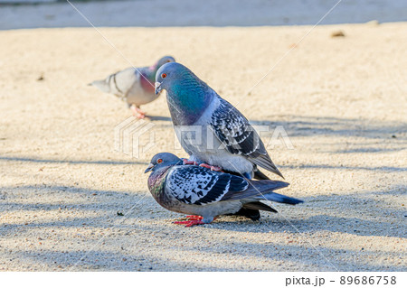 ハトの交尾　防府天満宮　山口県防府市 89686758