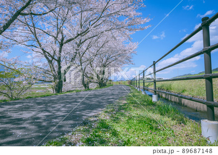 春の桜並木【北安曇郡池田町】 春の桜並木【北安曇郡池田町】 89687148