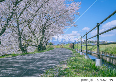 春の桜並木【北安曇郡池田町】 89687149
