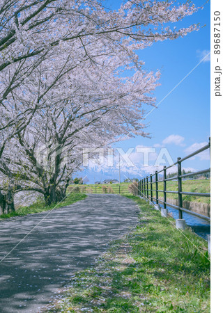 春の桜並木【北安曇郡池田町】 春の桜並木【北安曇郡池田町】 89687150