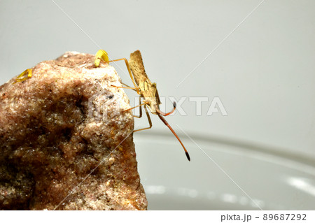 Close-up of a predatory bug sitting on a granite rock. 89687292