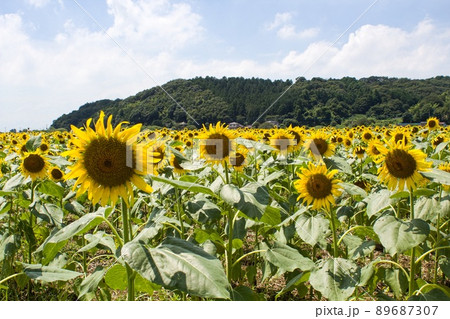 夏空を背景に一面のひまわり畑 益子町 夏空を背景に一面のひまわり畑 益子町 89687307