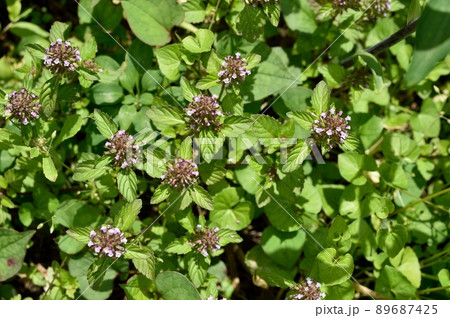 ヤブチョロギの花 ヤブチョロギの花 89687425