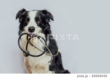 Puppy dog border collie holding stethoscope in mouth isolated on white background. Purebred pet dog on reception at veterinary doctor in vet clinic. Pet health care and animals concept Puppy dog border collie holding stethoscope in mouth isolated on white background. Purebred pet dog on reception at veterinary doctor in vet clinic. Pet health care and animals concept 89688090