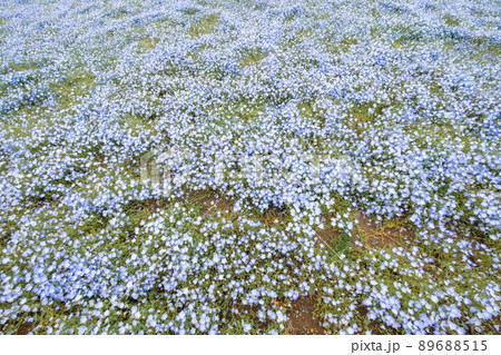 茨城県ひたちなか市のネモフィラ畑 茨城県ひたちなか市のネモフィラ畑 89688515