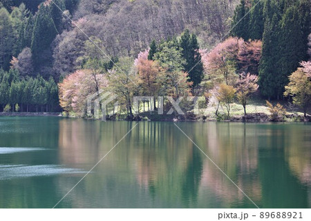 中網湖に映る山桜 89688921